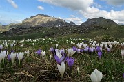 43 Crocus con vista in Cima di Piazzo e Zuccone Campelli